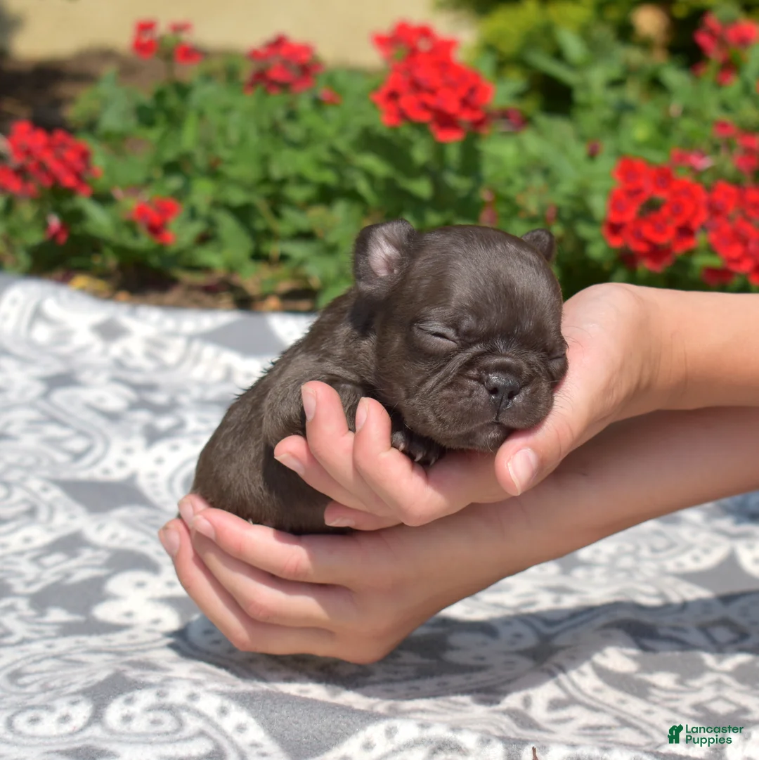 French Bulldog dogs for sale: Feta - Ad 1