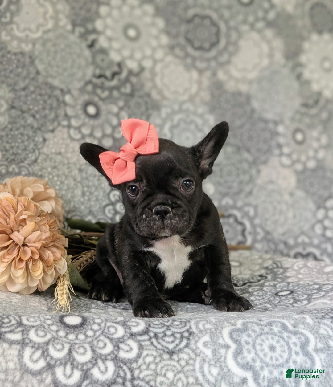 French Bulldog dogs for sale: Nadia - Ad 33
