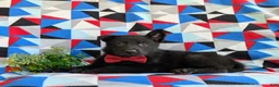 German Shepherd dogs for sale: Maxfield - Ad 7