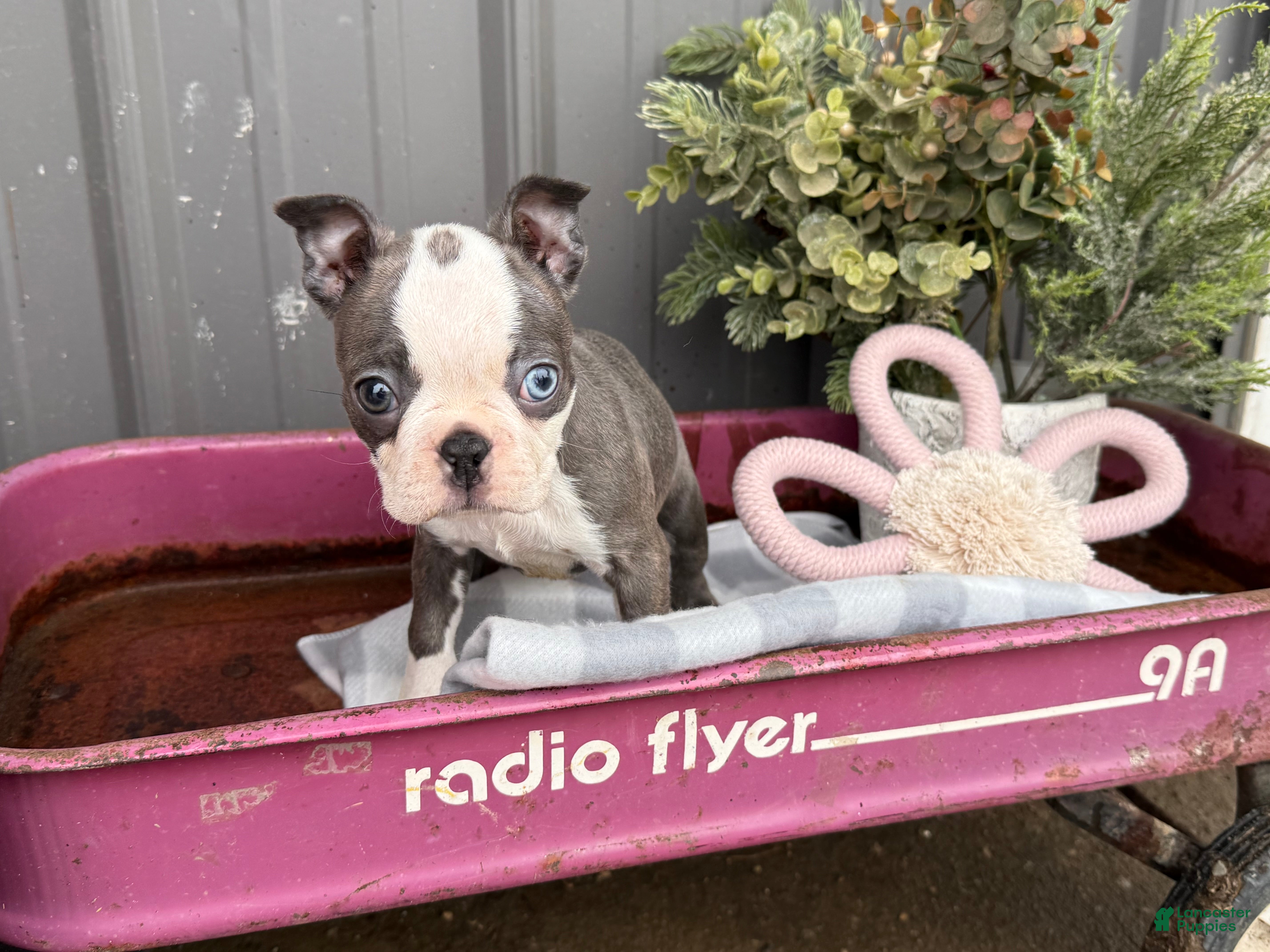 Boston Terrier dogs Airy  - Ad 2