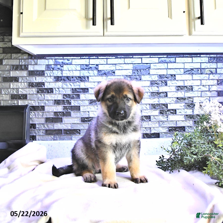 German Shepherd dogs Brynn - Ad 1
