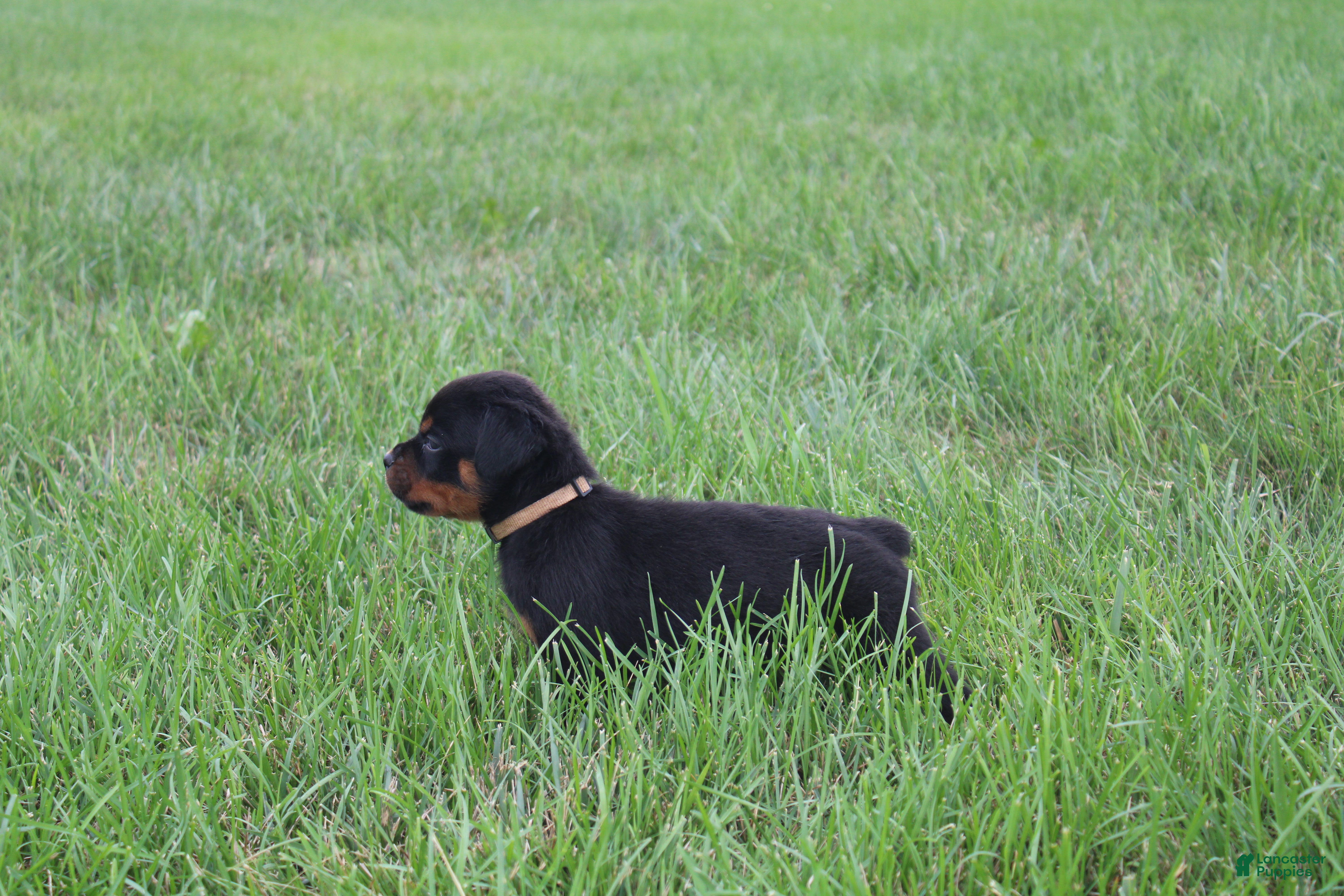 Rottweiler dogs Bell - Ad 2
