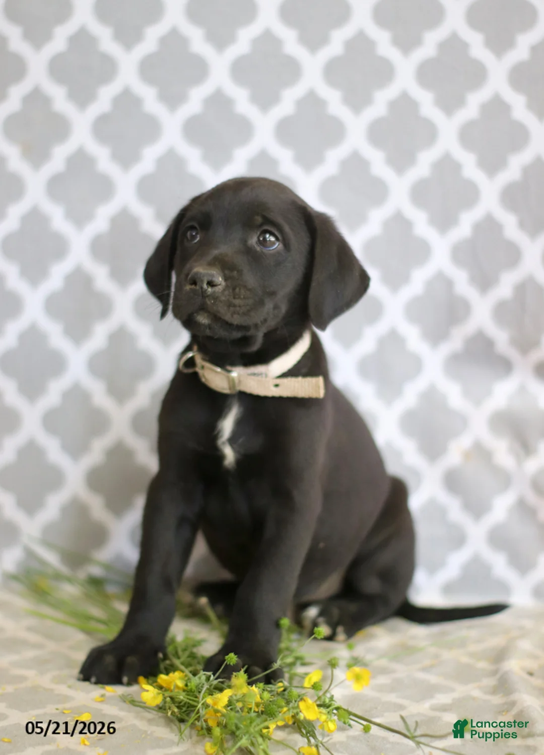 Mixed Breed dogs for sale: Robert - Ad 4