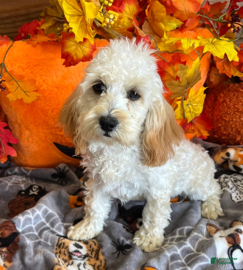 Cockapoo dogs Frann - Ad 4