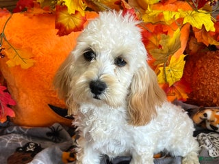 Cockapoo dogs Frann - Ad 13