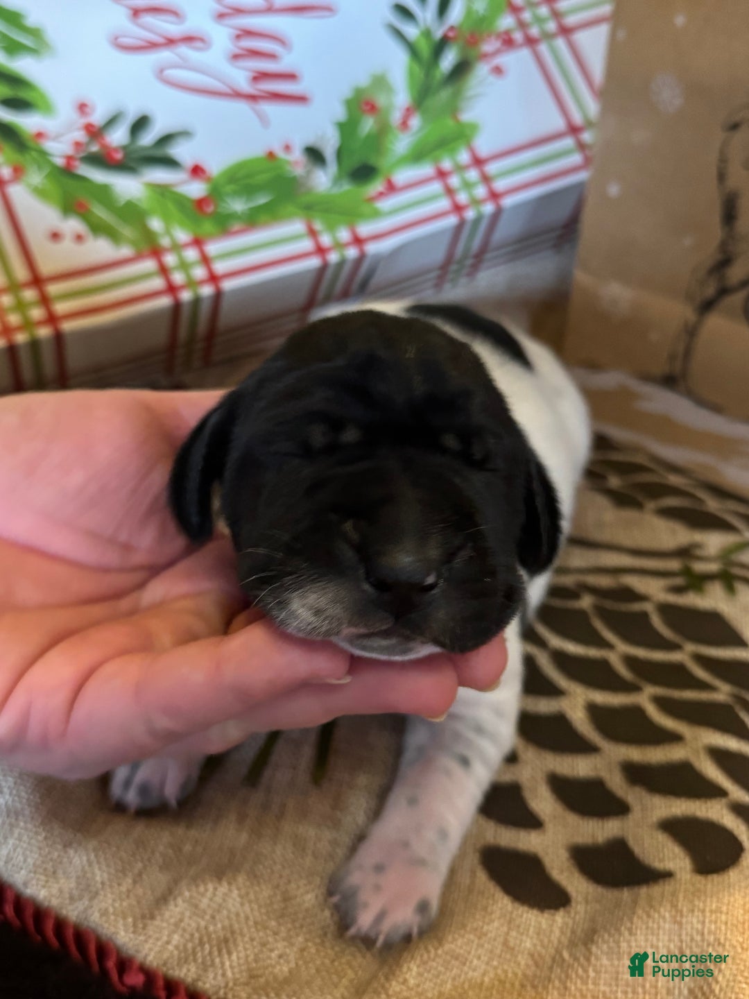 German Shorthaired Pointer dogs for sale: German Shorthaired Pointer Puppy 1 - Ad 12