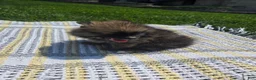 Pomeranian dogs for sale: Rocket - Ad 7