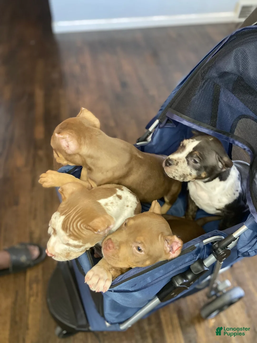 Gallery Image {{count}}