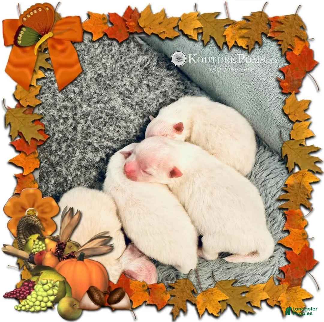 Pomeranian dogs for sale: Margot - Ad 8