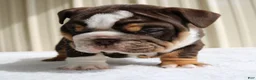 English Bulldog dogs for sale: Blaze - Ad 9