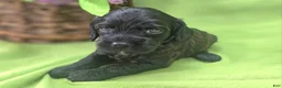 Cockapoo dogs for sale: Tinkerbell - Ad 22