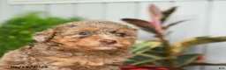 Mini Bernedoodle dogs for sale: Chana - Ad 5