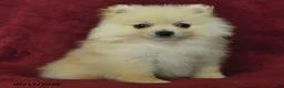 Pomeranian dogs for sale: Chester - Ad 3