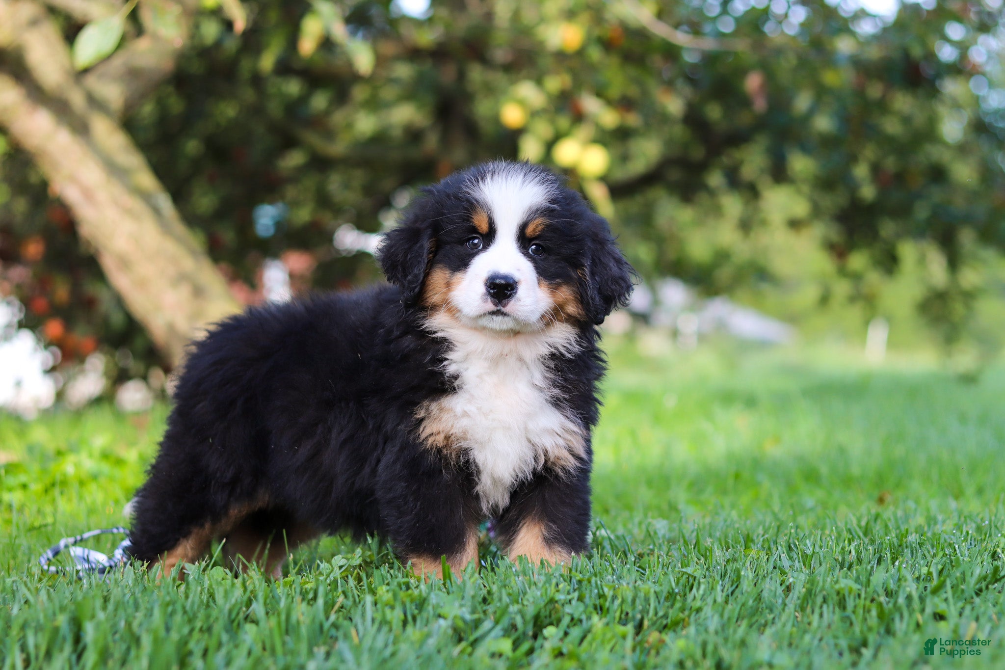 Miniature Bernese Mountain Dog dogs Izzy - Ad 2