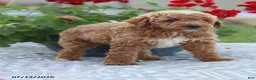 Miniature Poodle dogs for sale: Nathan - Ad 12