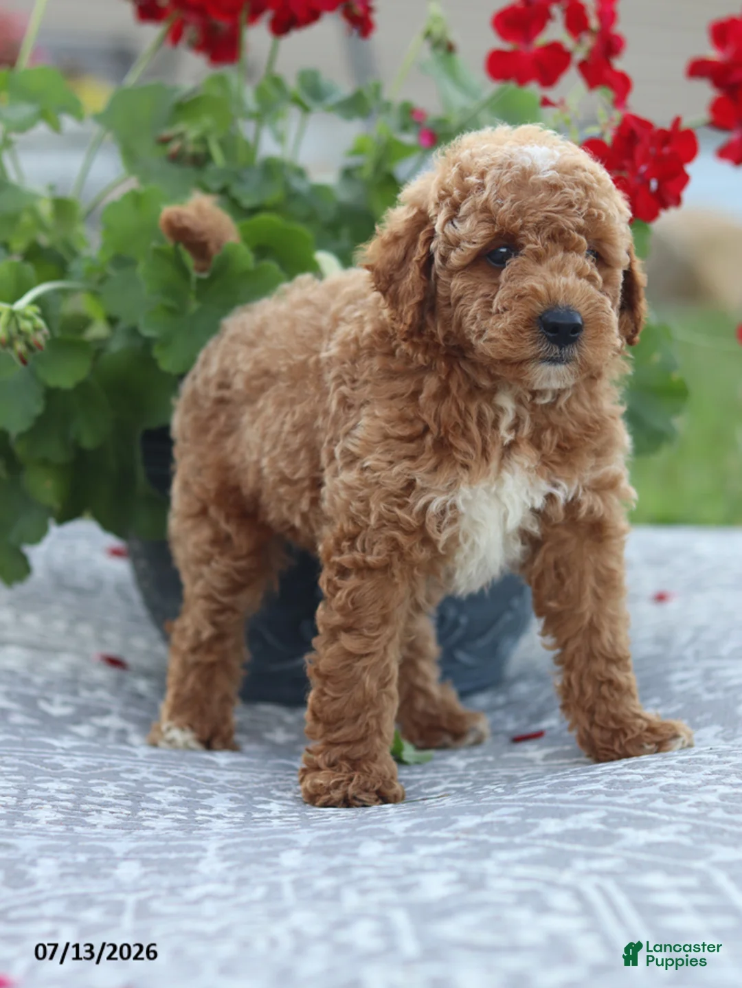 Miniature Poodle dogs for sale: Nathan - Ad 12
