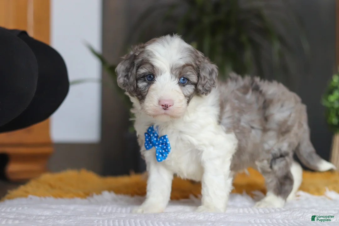 Sheepadoodle dogs for sale: Hoppie - Ad 4