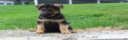 German Shepherd dogs for sale: Echo  - Ad 5