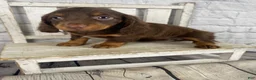 Miniature Dachshund dogs for sale: Lexi - Ad 3