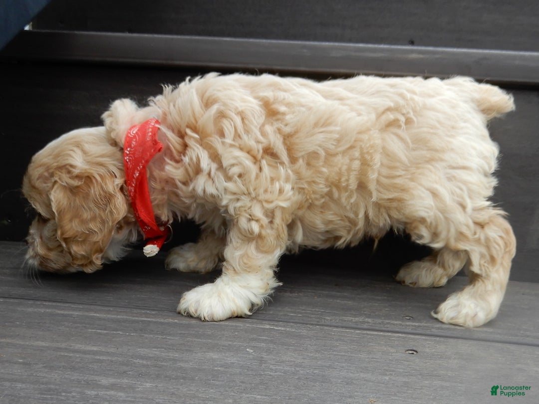 Cockapoo dogs for sale: Joey - Ad 7