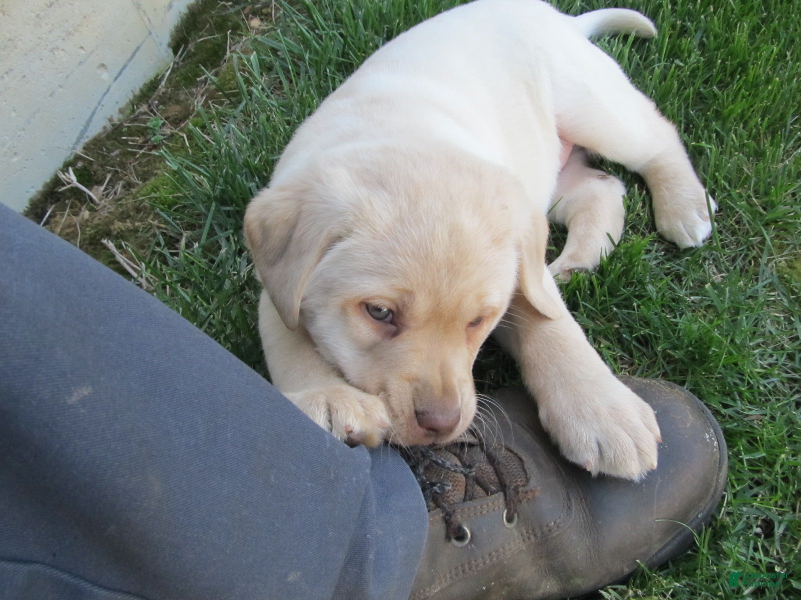 Labrador Retriever dogs Labrador Retriever Puppy 5 - Ad 40