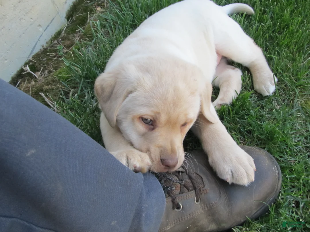 Labrador Retriever dogs for sale: Labrador Retriever Puppy 5 - Ad 1