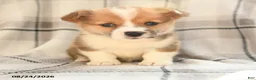 Welsh Corgi Pembroke dogs for sale: Maple   - Ad 8