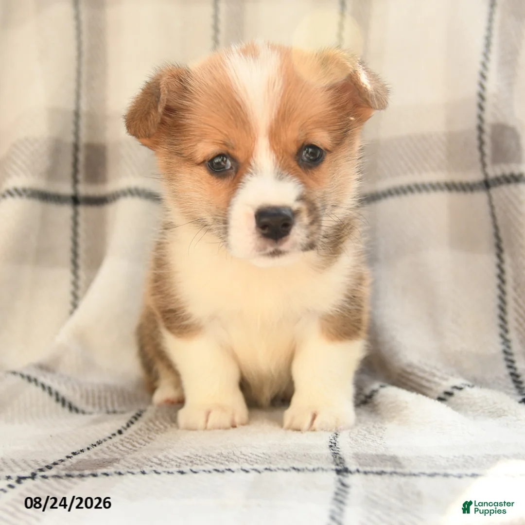 Welsh Corgi Pembroke dogs for sale: Maple   - Ad 8