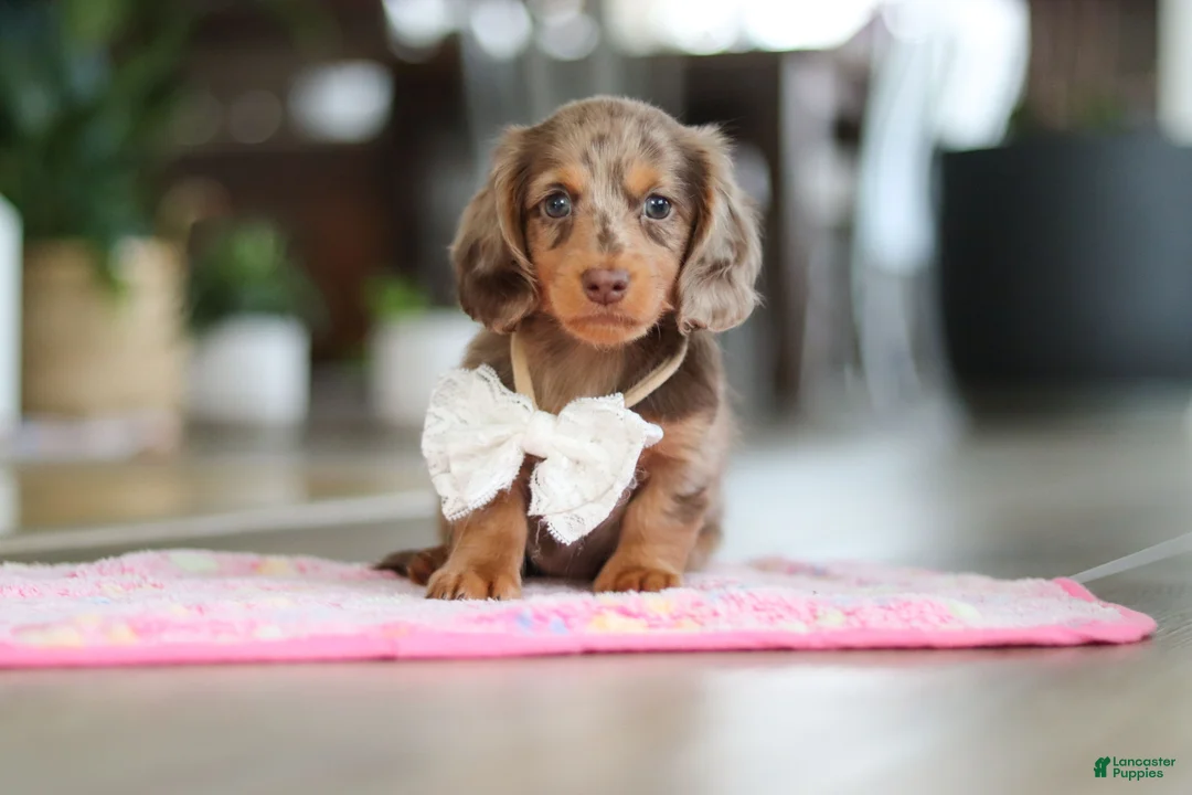 Miniature Dachshund dogs for sale: Jewel - Ad 8