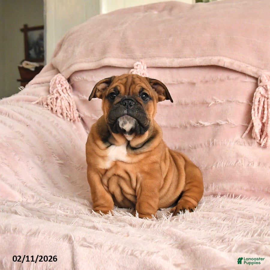 English Bulldog dogs Bonnie - Ad 2