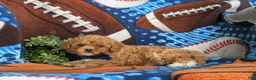 Cavapoo dogs for sale: Vinny 7 lbs Full Grown - Ad 4