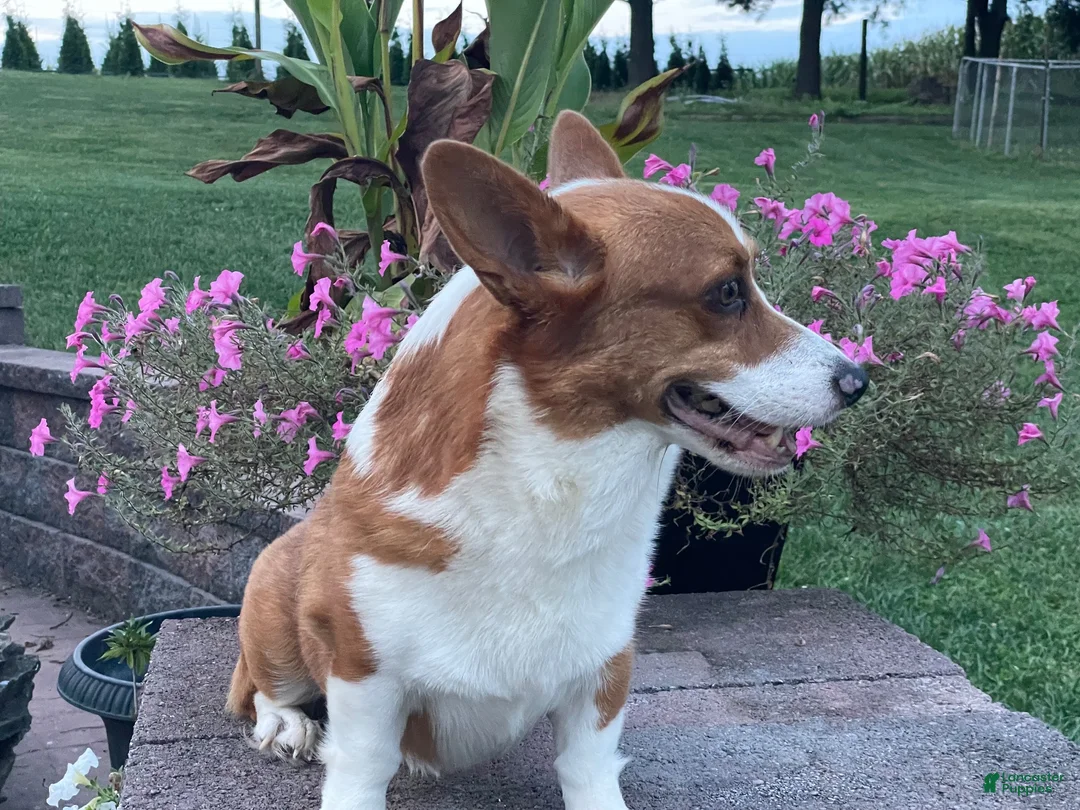 Welsh Corgi Pembroke dogs for sale: Welsh Corgi Pembroke 1 - Ad 8