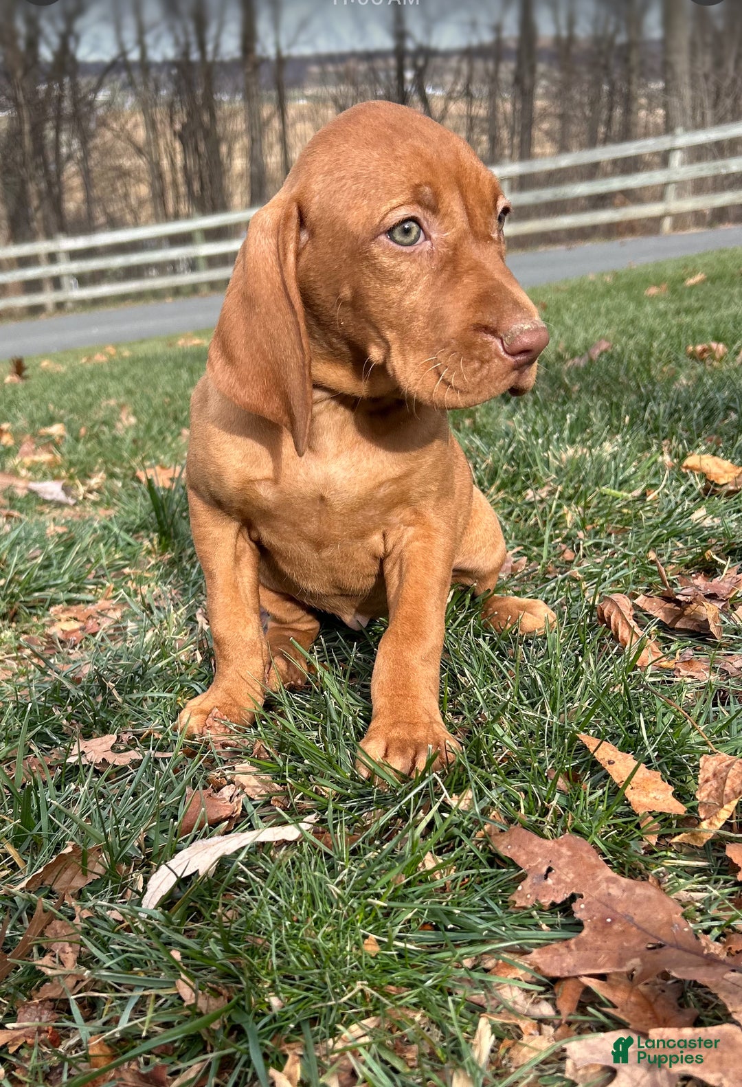Vizsla dogs for sale: VIV - Ad 2