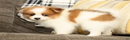 Pomeranian dogs for sale: Mason - Ad 6
