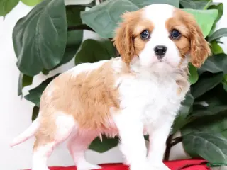 Cavalier King Charles Spaniel dogs for sale: Benji - Ad 1