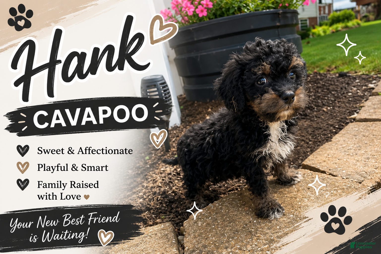 Cavapoo dogs Hank - Ad 1