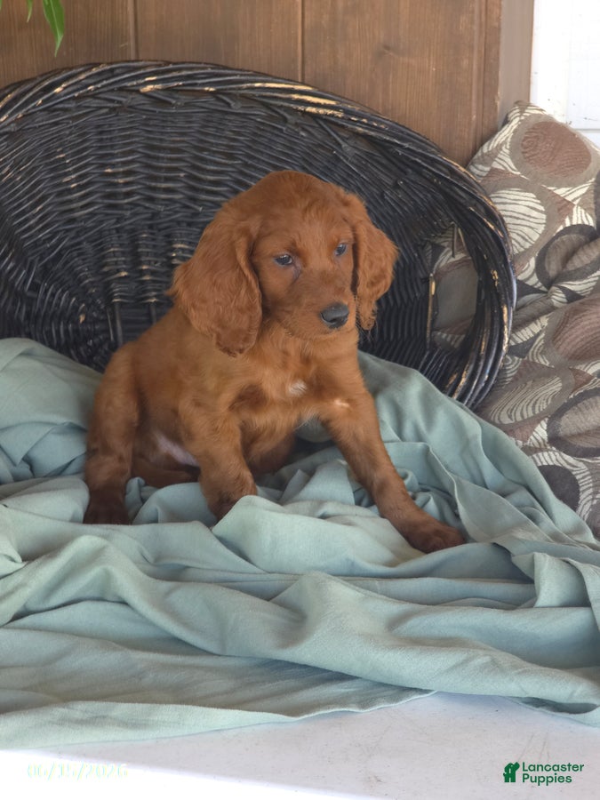 Irish Doodle dogs Theo - Ad 9