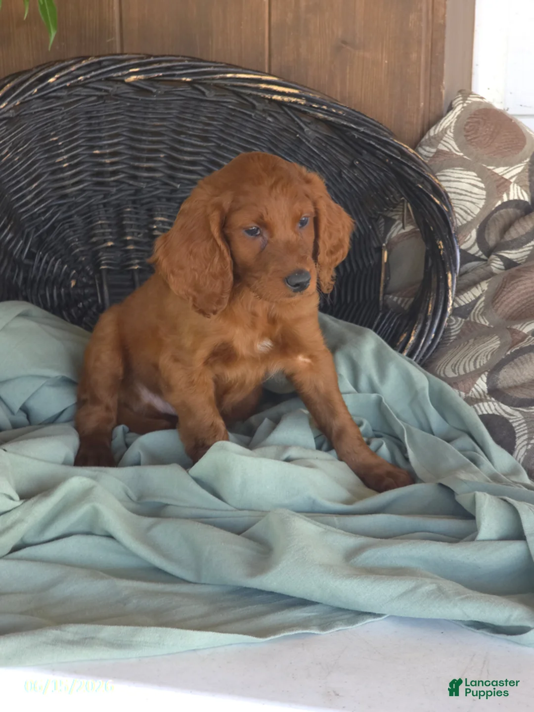 Irish Doodle dogs for sale: Theo - Ad 1