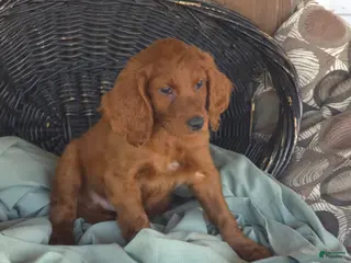 Irish Doodle dogs Theo - Ad 9