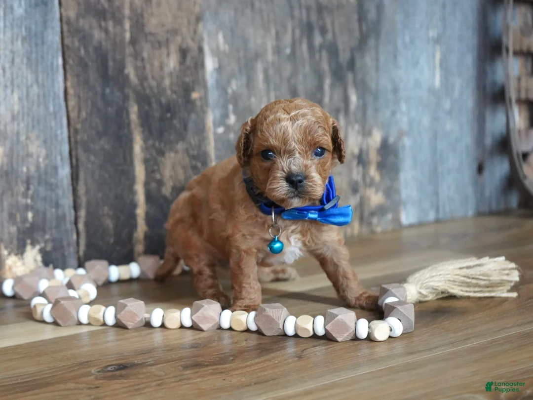 Cavapoo dogs for sale: Luke - Ad 1