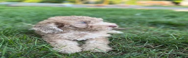 Mini Goldendoodle 7