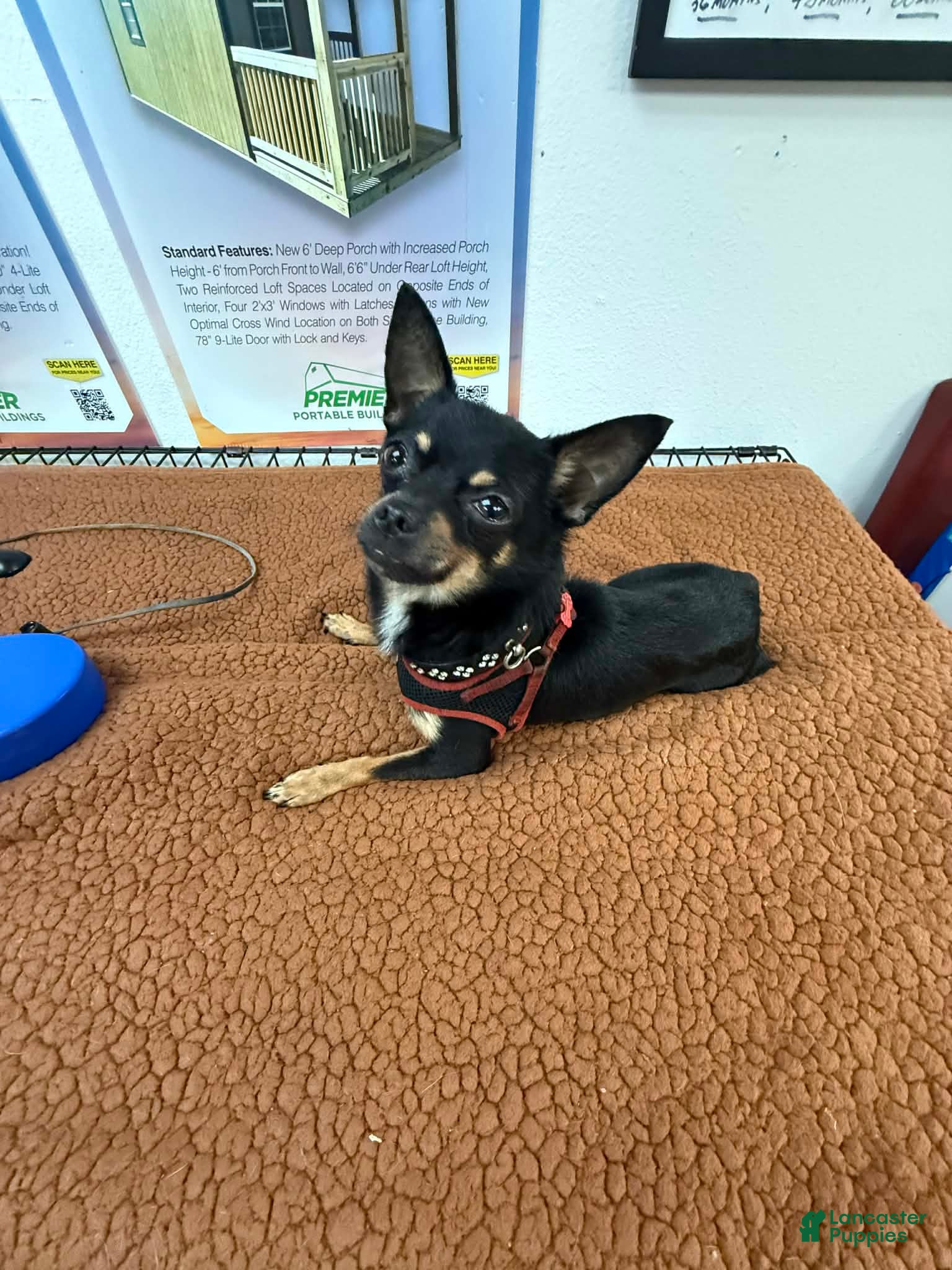 Chihuahua dogs Tin Tin - Ad 1