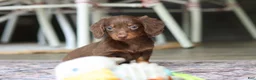 Miniature Dachshund dogs for sale: Landry - Ad 9