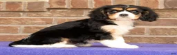 Cavalier King Charles Spaniel dogs for sale: Sophie - Ad 5