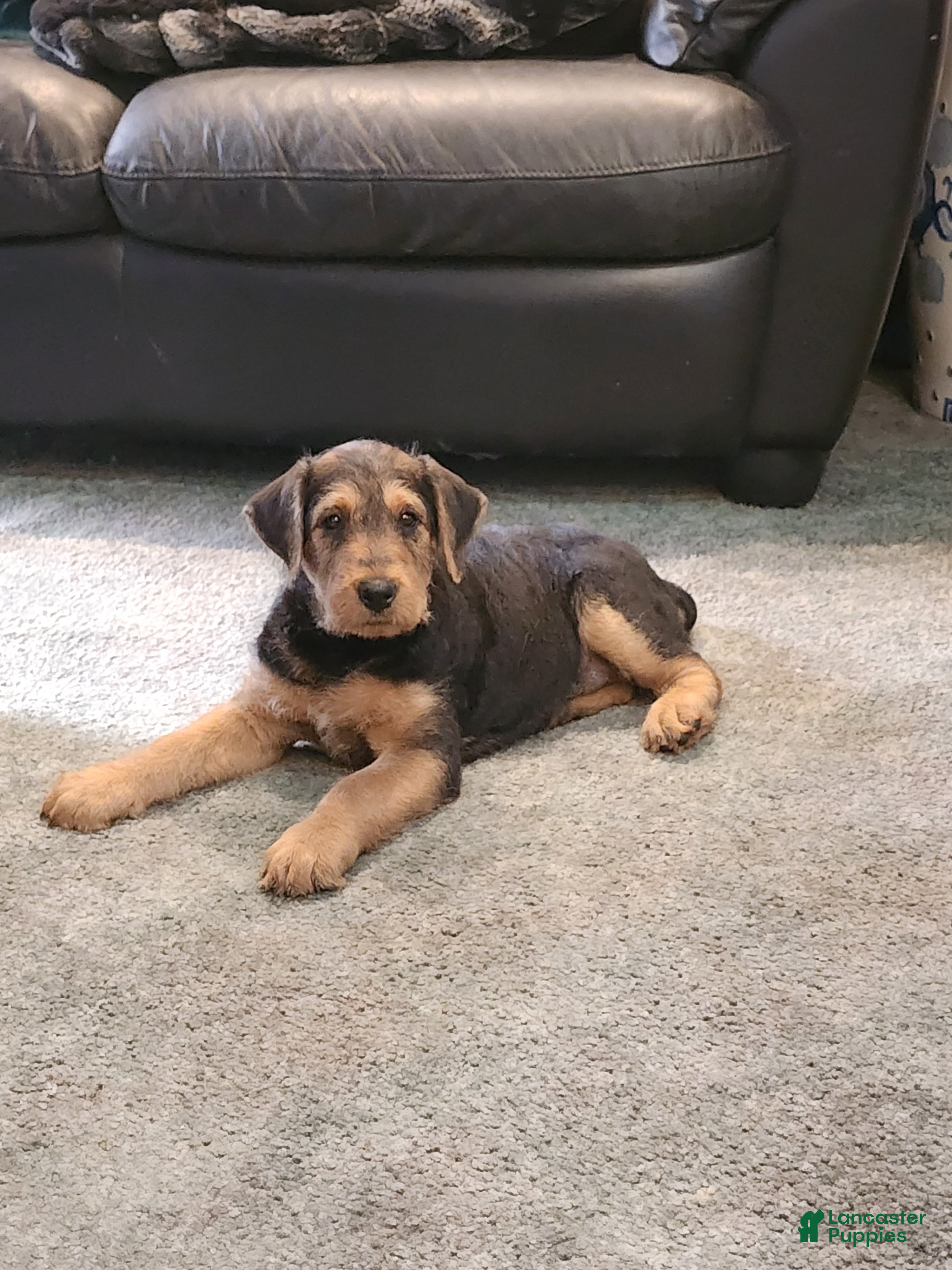 Airedale Terrier dogs for sale: Airedale Terrier Puppy Ema - Ad 3