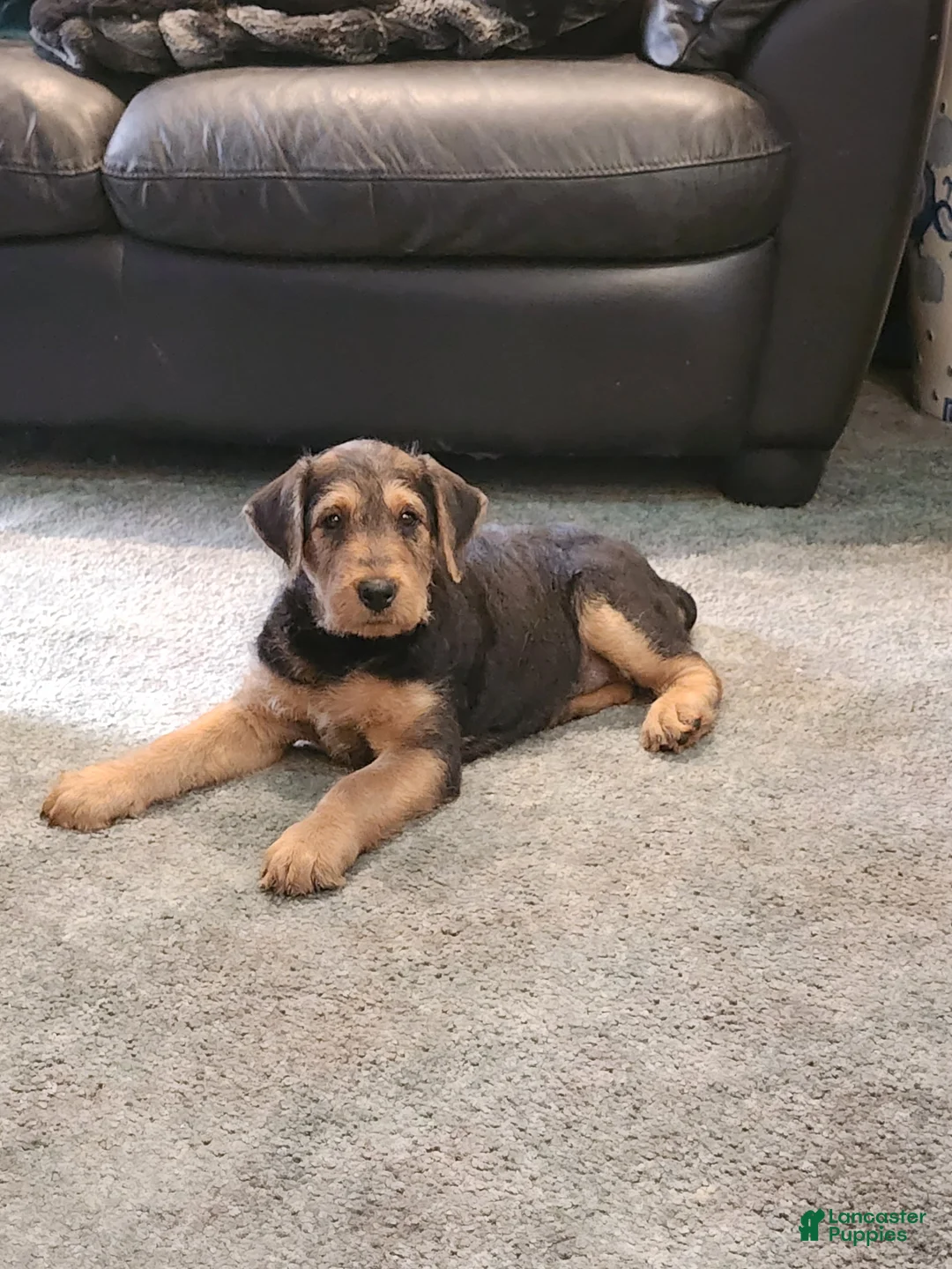 Airedale Terrier dogs for sale: Airedale Terrier Puppy Ema - Ad 1