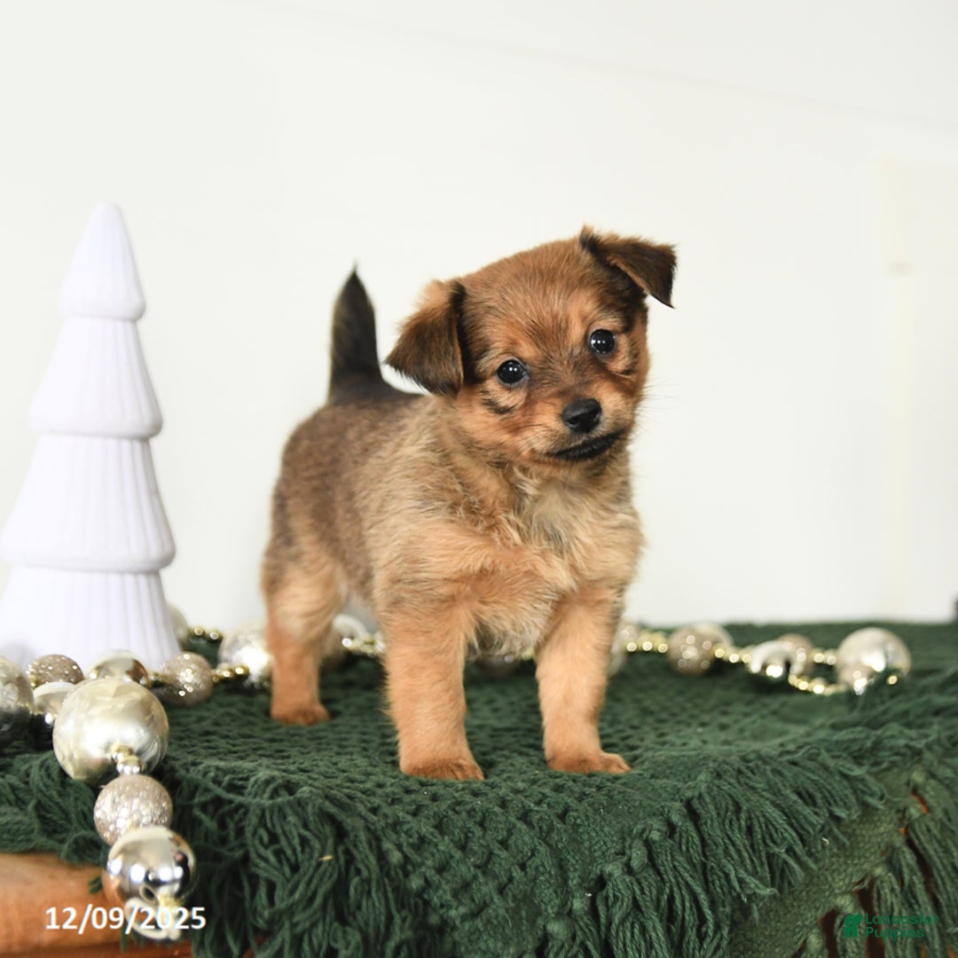 Mixed Breed dogs for sale: Leo - Ad 1