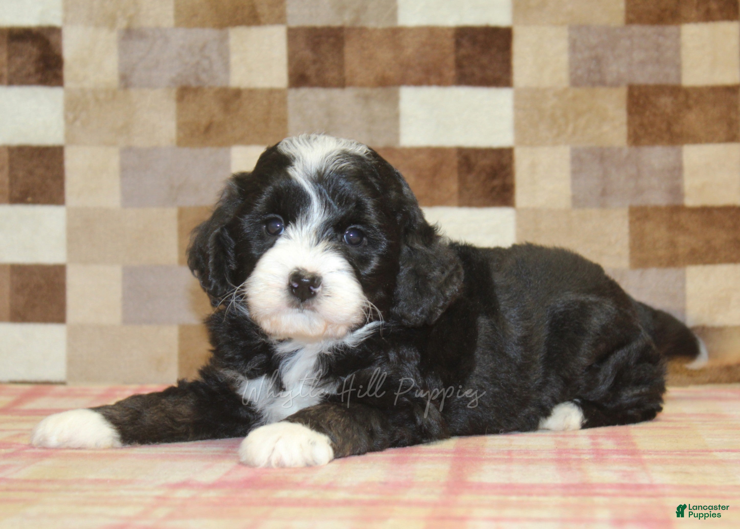 Mini Bernedoodle dogs Cupcake - Ad 2