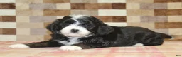Mini Bernedoodle dogs for sale: Cupcake - Ad 2