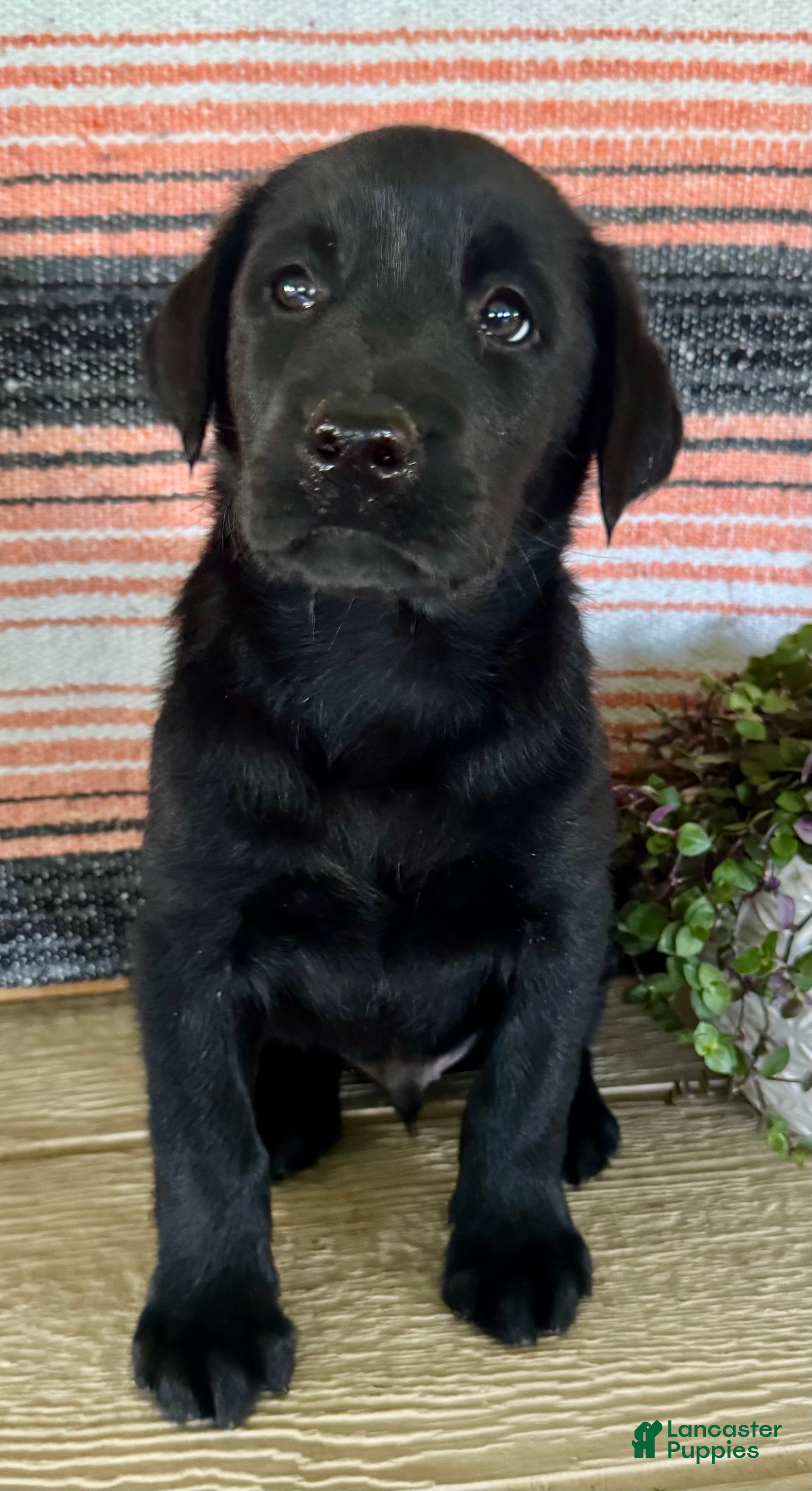 Labrador Retriever dogs Rocky - Ad 2
